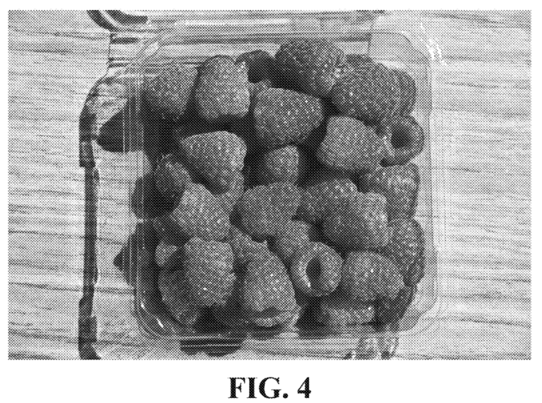 Interesting Patents | Introducing Finnberry: A New Red Raspberry ...
